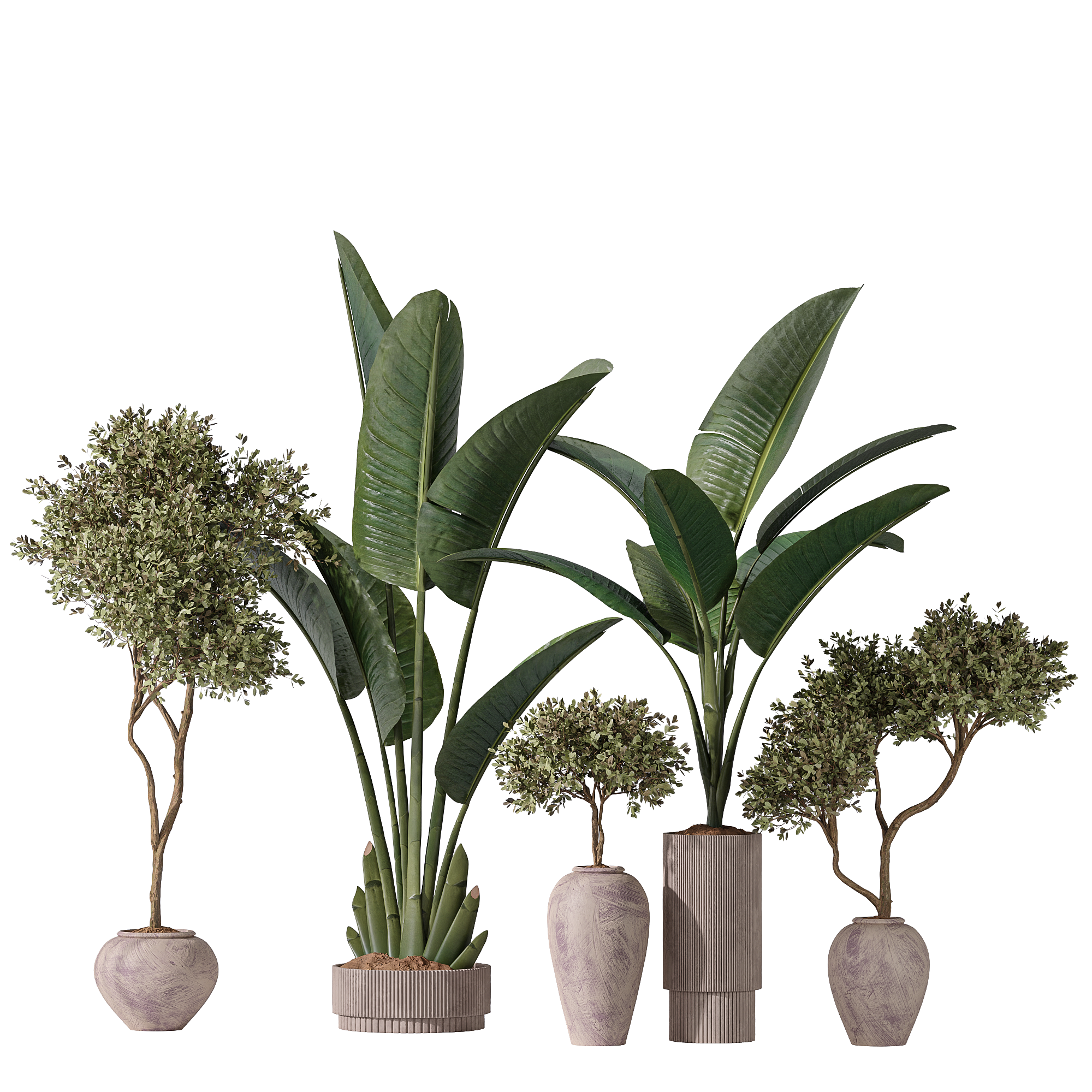 Bird Of Paradise Bird and Olive Tree Indoor Vase 11